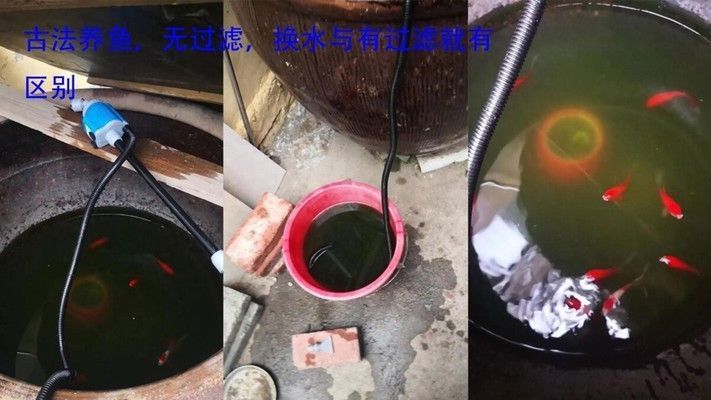 魚苗換水適宜頻率是多少：不同類型的魚苗換水頻率有所不同