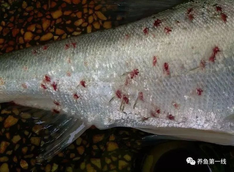 如何檢測龍魚死亡原因？