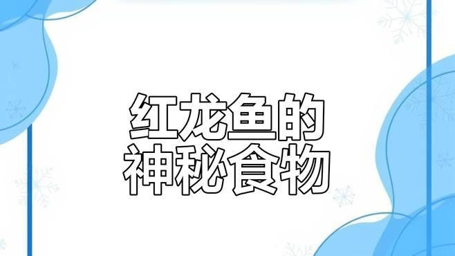 紅龍魚愛吃什么