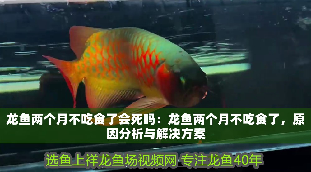 龍魚(yú)兩個(gè)月不吃食了會(huì)死嗎：龍魚(yú)兩個(gè)月不吃食了，原因分析與解決方案