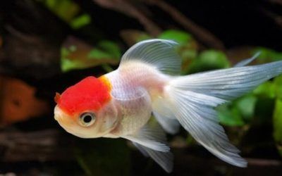 龍魚兩個(gè)月不吃食了會(huì)死嗎：龍魚兩個(gè)月不吃食了，原因分析與解決方案