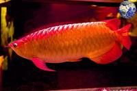 血紅龍魚的人工繁殖進展如何？