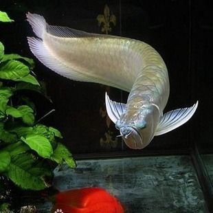 龍魚魚苗價(jià)格多少合適，龍魚魚苗價(jià)格因品種、規(guī)格、市場(chǎng)需求等因素而異
