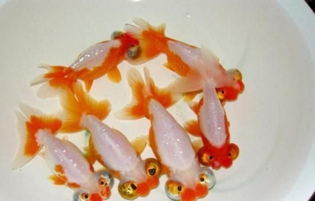 金龍魚有幾種品種的魚（金龍魚品種分類及種鑒賞技巧）