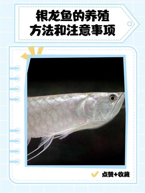 哪些活餌適合銀龍魚？