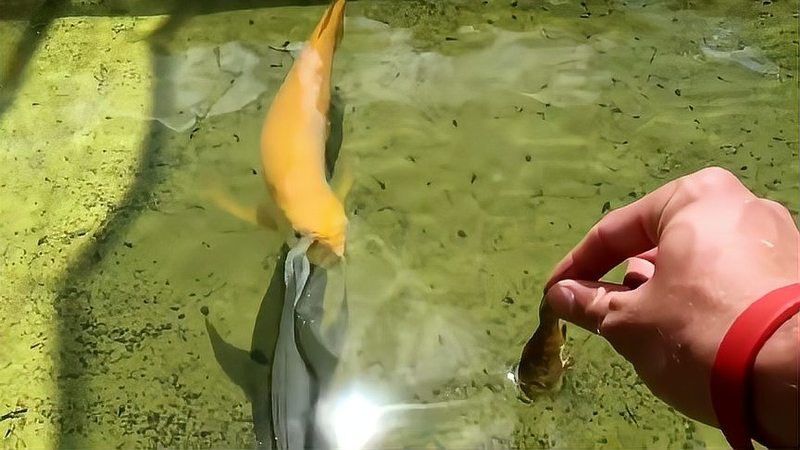 金龍魚(yú)會(huì)咬人嗎？