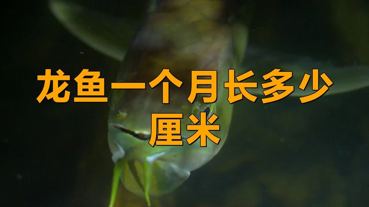 龍魚的生長(zhǎng)速度有多快視頻