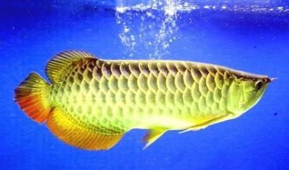 金龍魚冬天最低多少度：金龍魚在冬天最低多少度