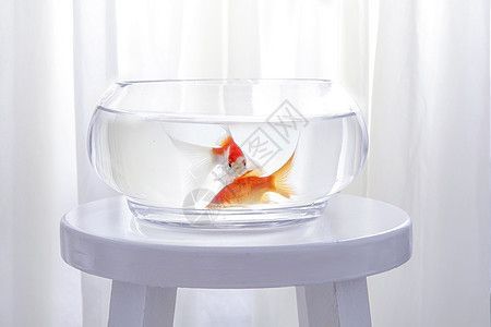 龍魚魚缸背景圖片下載軟件：龍魚背景圖片下載軟件