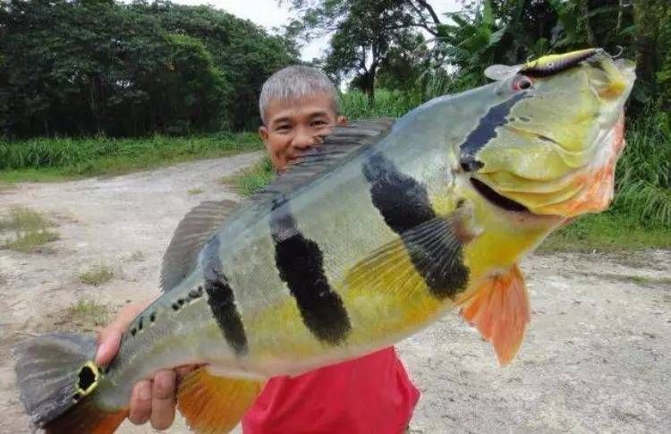什么龍魚好養又好看又好養（如何選擇龍魚，過背金龍的選購技巧）