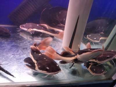 什么龍魚好養又好看又好養（如何選擇龍魚，過背金龍的選購技巧）