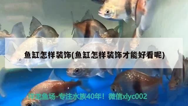 龍魚燈一直開著對龍魚上色有幫助嗎：龍魚燈對龍魚的顏色上色有影響
