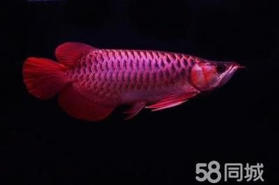 綠皮紅龍魚發(fā)色過程：綠皮紅龍魚發(fā)色過程與其他紅龍魚類似，但也受到其遺傳特征影響