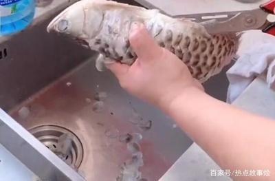 龍魚趴地不吃東西了會死嗎為什么：龍魚趴地不吃東西了會死嗎