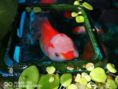 龍魚趴地不吃東西了會死嗎為什么：龍魚趴地不吃東西了會死嗎