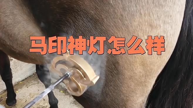 有哪些適合金龍魚的燈光品牌推薦？ 有哪些適合金龍魚的燈光品牌推薦？ 龍魚百科 第12張