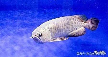 龍魚身上有白點是怎么回事啊吃什么藥：如何自制龍魚白點病藥浴液