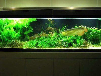 龍魚缸養水多長時間能下魚：養龍魚的養水時間