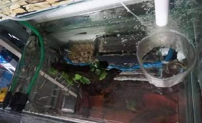龍魚缸養水多長時間能下魚：養龍魚的養水時間