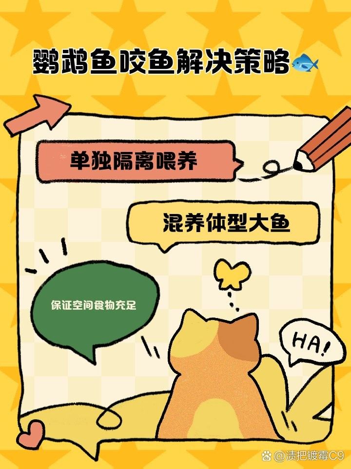 鸚鵡魚咬龍魚怎么處理