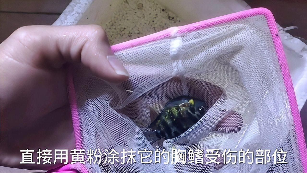 鸚鵡魚咬龍魚怎么處理