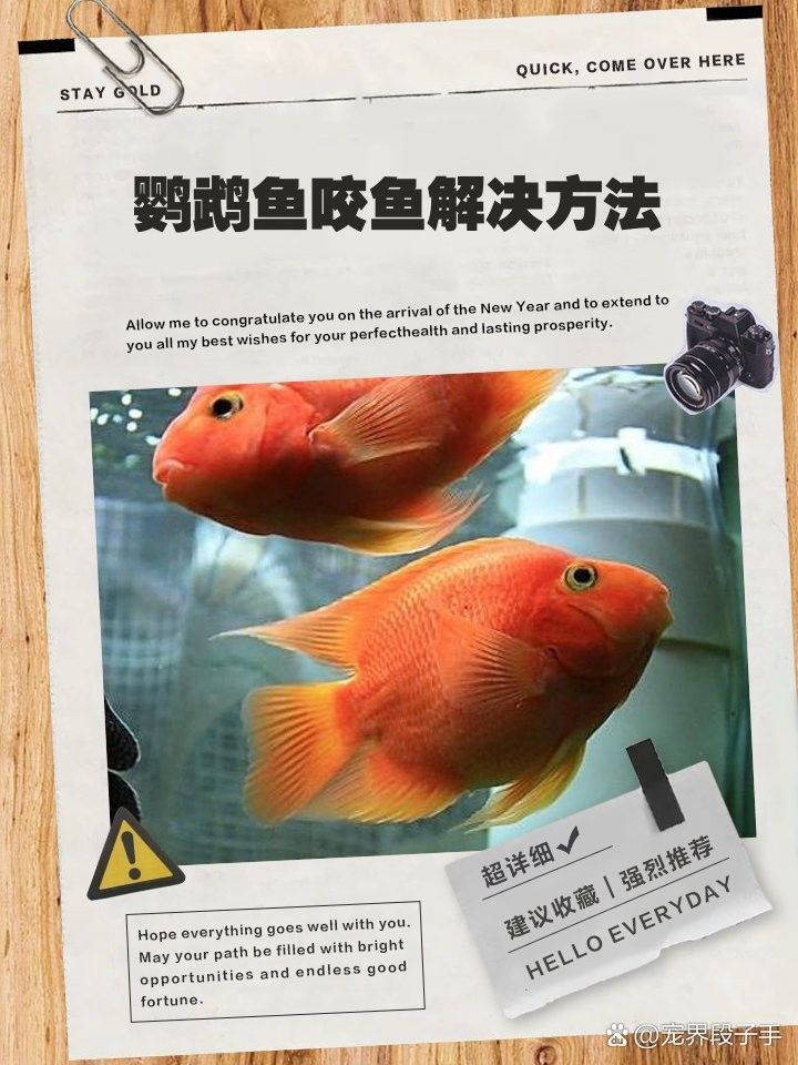 鸚鵡魚咬龍魚怎么處理