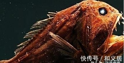 為什么金龍魚喜歡黑暗環境（為什么金龍魚偏愛黑暗環境？）