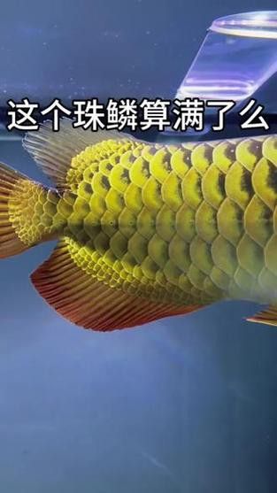 如何判斷過背金龍魚幼魚的品相？