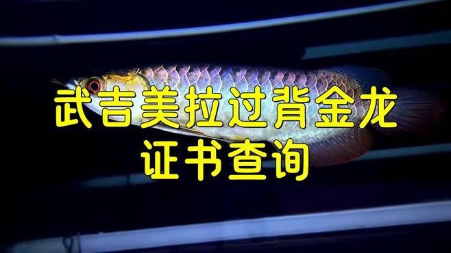 如何判斷過背金龍魚幼魚的品相？