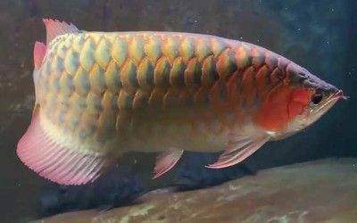 金龍魚是什么魚（硬骨魚是什么魚）