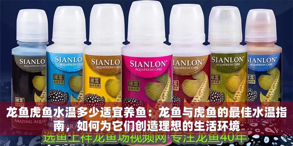 龍魚虎魚水溫多少適宜養魚：龍魚與虎魚的最佳水溫指南，如何為它們創造理想的生活環境