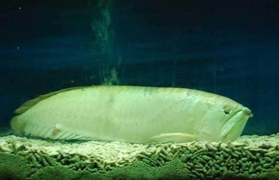 銀龍魚pH值調(diào)節(jié)方法：調(diào)節(jié)銀龍魚缸ph值的方法