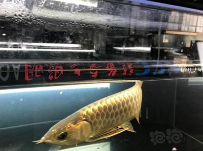 龍魚熱帶魚水溫多少合適喂食：如何控制龍魚的水溫