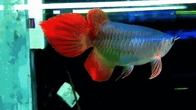 紅龍魚經常在缸底部呆著：為什么紅龍魚經常在缸底部呆著