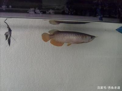 龍魚狀態(tài)好：如何判斷龍魚的健康狀況