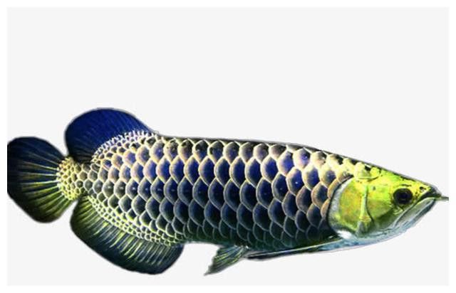 一條金龍魚能產卵嗎