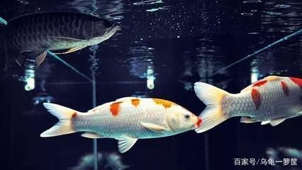 龍魚和鳳魚可以一起：龍魚和鳳魚可以一起養(yǎng)嗎 龍魚和鳳魚可以一起：龍魚和鳳魚可以一起養(yǎng)嗎 龍魚百科 第5張