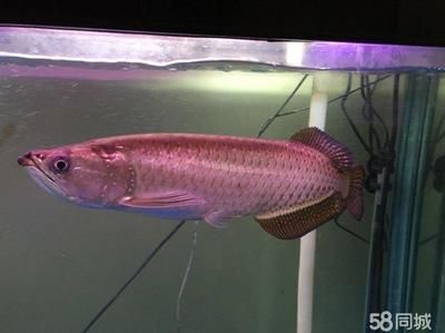 北京哪里賣龍魚便宜又好的：北京龍魚價格對比