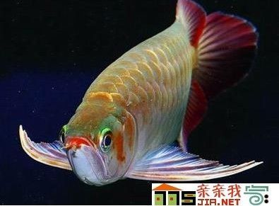家庭適合養金龍魚嗎（養金龍魚在家里是否適合？）