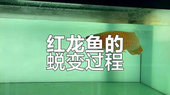 赤血紅龍魚發色過程講解視頻大全最新