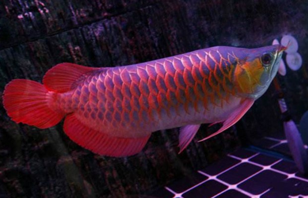 50cm龍魚價格：50元龍魚飼養難度大嗎？