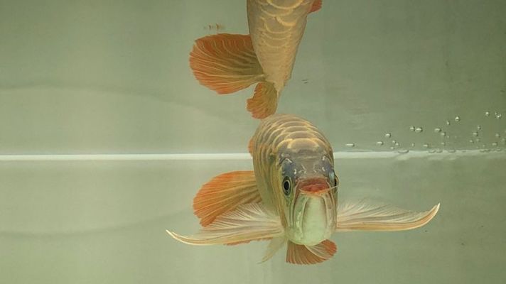 彩蝶魚缸過濾，彩蝶魚缸過濾系統改造方法