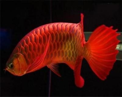 紅龍魚養多久成年可以繁殖（紅龍魚的成年以及繁殖難度）