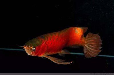 龍魚用亞甲基藍(lán)多少致死：龍魚使用亞甲基藍(lán)多少致死