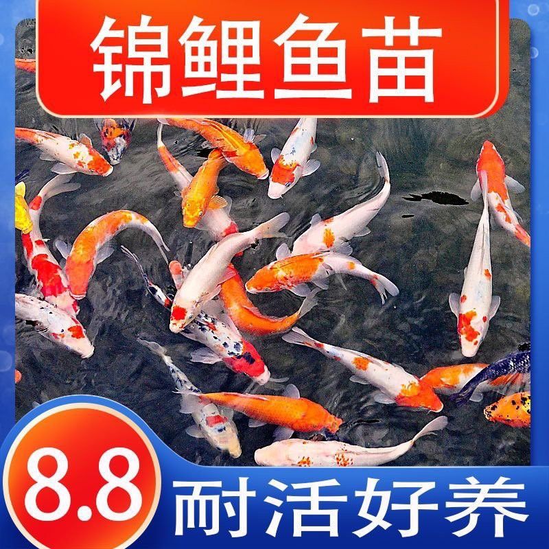 萌寵水世界小店的魚苗來源可靠嗎？