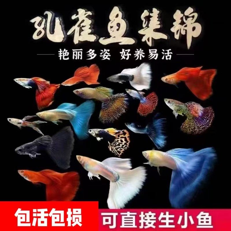 萌寵水世界小店的魚苗來源可靠嗎？