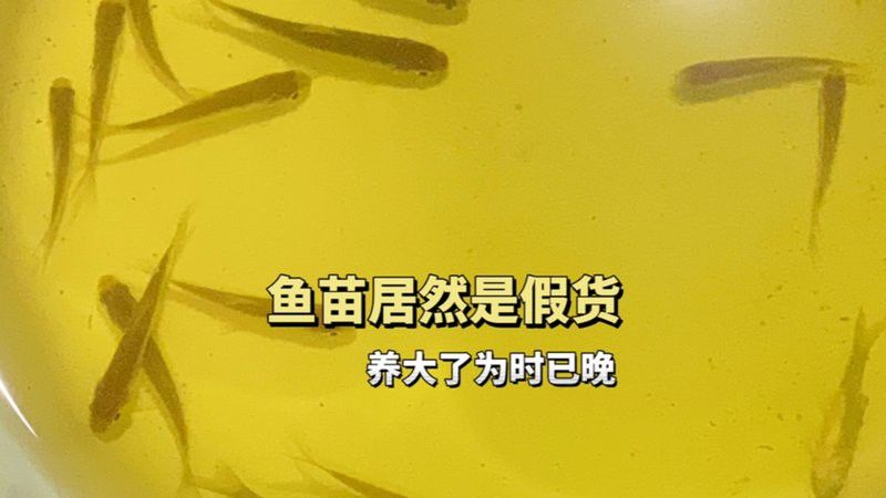 萌寵水世界小店的魚苗來源可靠嗎？