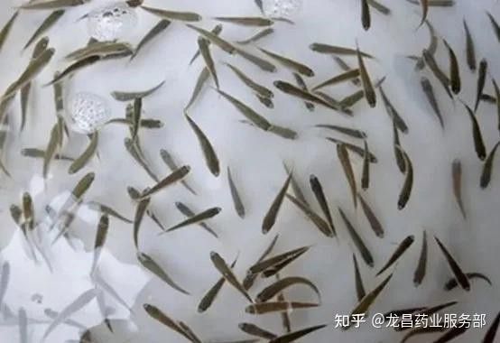 萌寵水世界小店的魚苗來源可靠嗎？