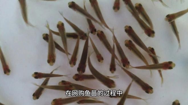 萌寵水世界小店的魚苗來源可靠嗎？