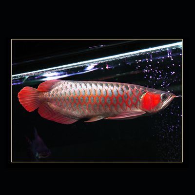 哪里買金龍魚苗實惠又好養：購買金龍魚苗時需要確保你選擇的供應商是可靠的